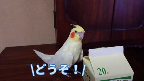 いいちこ インコ オカメインコ ハナ ハトポッポ 覚えて25年経ったら 歌