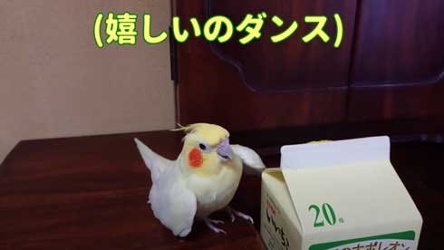 いいちこ インコ オカメインコ ハナ ハトポッポ 覚えて25年経ったら 歌