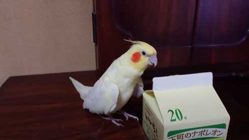 いいちこ インコ オカメインコ ハナ ハトポッポ 覚えて25年経ったら 歌