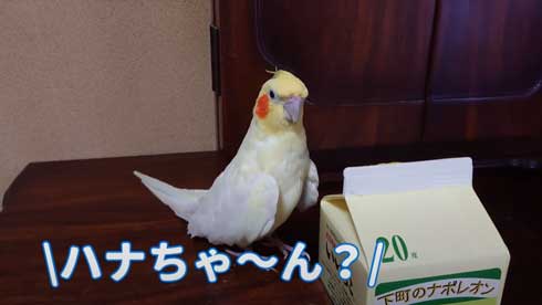 いいちこ インコ オカメインコ ハナ ハトポッポ 覚えて25年経ったら 歌