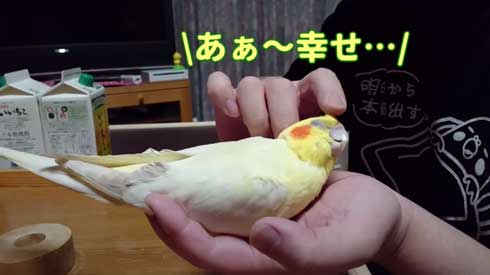 いいちこ インコ オカメインコ ハナ ハトポッポ 覚えて25年経ったら 歌