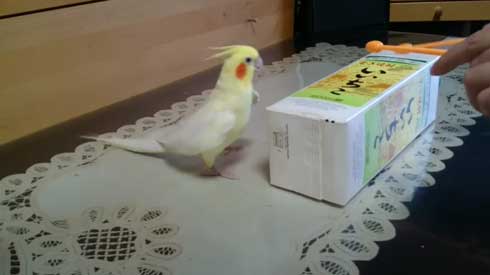 いいちこ インコ オカメインコ ハナ ハトポッポ 覚えて25年経ったら 歌