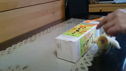 いいちこ インコ オカメインコ ハナ ハトポッポ 覚えて25年経ったら 歌