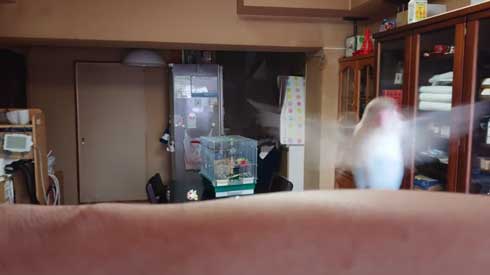 いいちこ インコ オカメインコ ハナ ハトポッポ 覚えて25年経ったら 歌