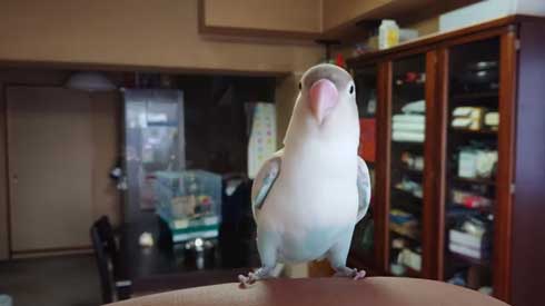 いいちこ インコ オカメインコ ハナ ハトポッポ 覚えて25年経ったら 歌