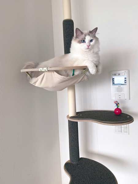 夏毛 冬毛 猫 比較 もふもふ ラグドール