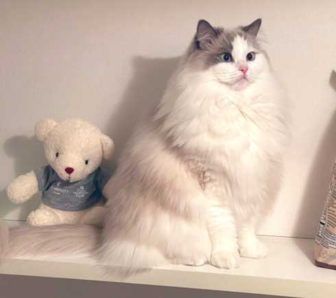 夏毛 冬毛 猫 比較 もふもふ ラグドール
