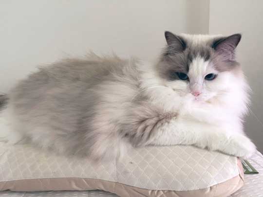夏毛 冬毛 猫 比較 もふもふ ラグドール