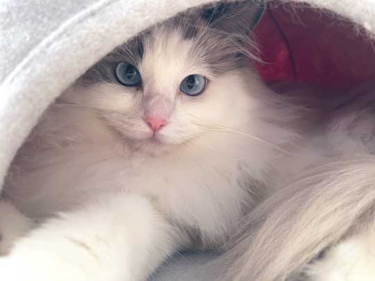 夏毛 冬毛 猫 比較 もふもふ ラグドール