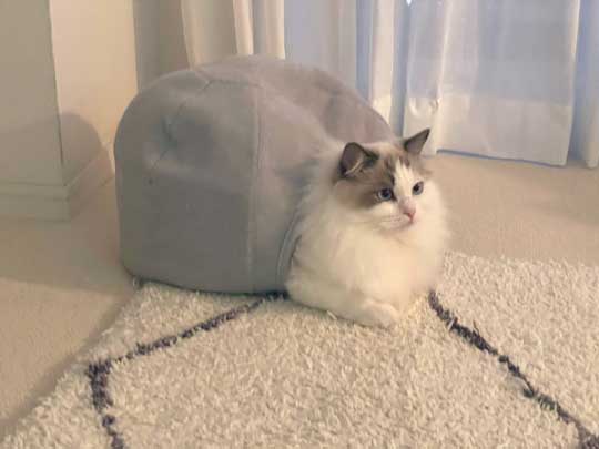 夏毛 冬毛 猫 比較 もふもふ ラグドール