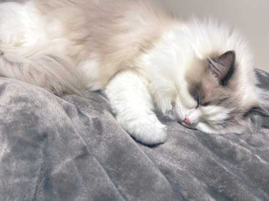 夏毛 冬毛 猫 比較 もふもふ ラグドール