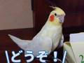 ループする「ぽっぽっぽー」　インコさんが『ハトポッポ』を覚えて25年たった結果、完全なるオリジナルソングに