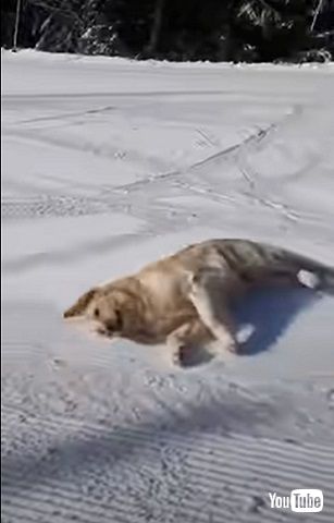 冬の犬