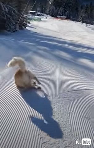 冬の犬