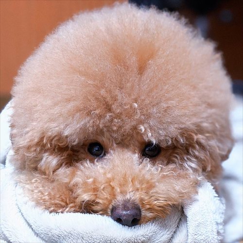 犬