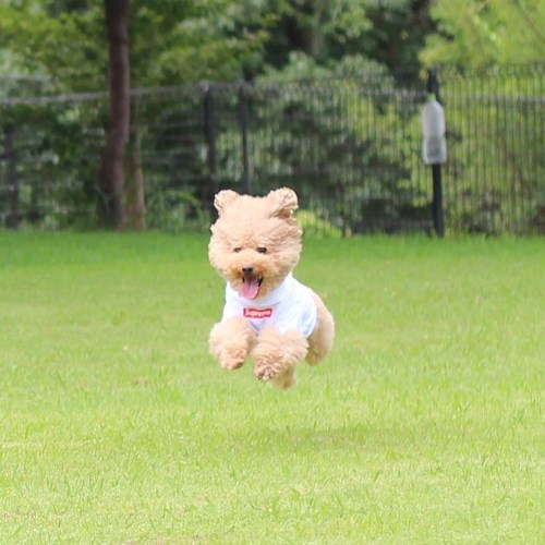 犬