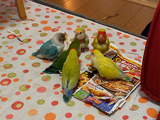 ふさふさ