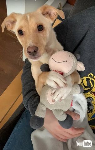 子犬