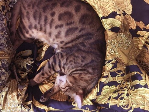 叶姉妹 叶美香 叶恭子 猫 エルメス