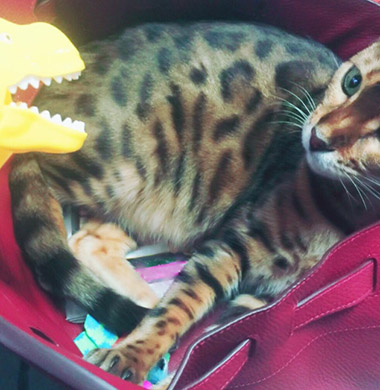 叶姉妹 叶美香 叶恭子 猫 エルメス