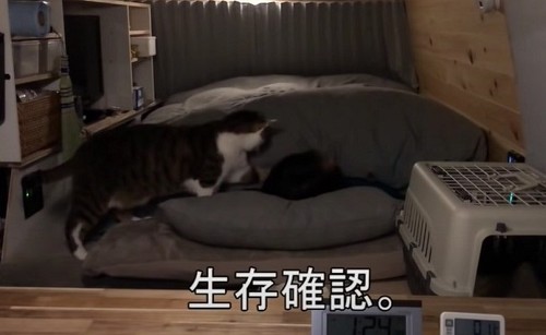 車中泊の猫ちゃん