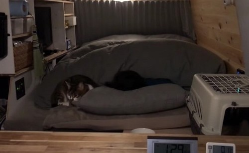 車中泊の猫ちゃん