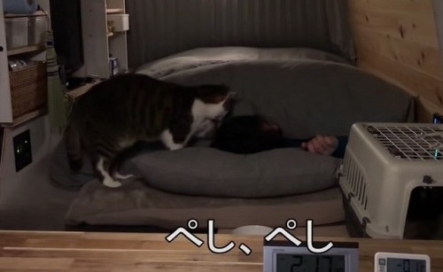 車中泊の猫ちゃん