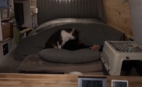 車中泊の猫ちゃん