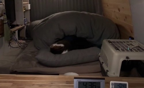 車中泊の猫ちゃん
