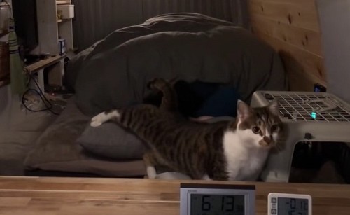 車中泊の猫ちゃん