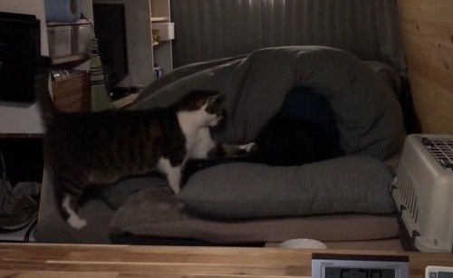 車中泊の猫ちゃん