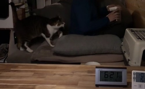 車中泊の猫ちゃん