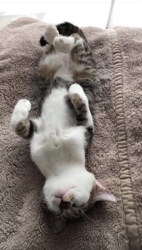 車中泊の猫ちゃん