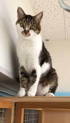 車中泊の猫ちゃん
