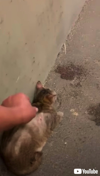 高速道路のトンネルで怪我をした子猫が