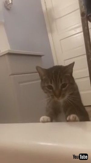 「Cat Drags Owner by Finger to Save Her From Drowning in Bathtub - 1172248」