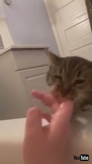 「Cat Drags Owner by Finger to Save Her From Drowning in Bathtub - 1172248」