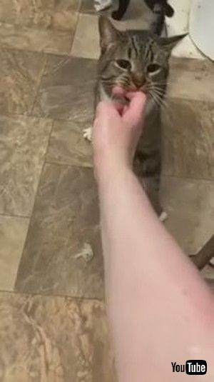 「Cat Drags Owner by Finger to Save Her From Drowning in Bathtub - 1172248」