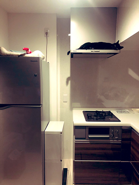 レンジフードの上のこねろくさん引き