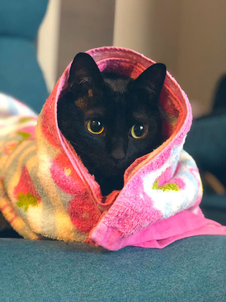 くるまれたこねろくさん