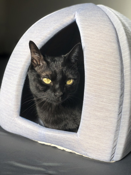 目が細くなっているこねろくさん