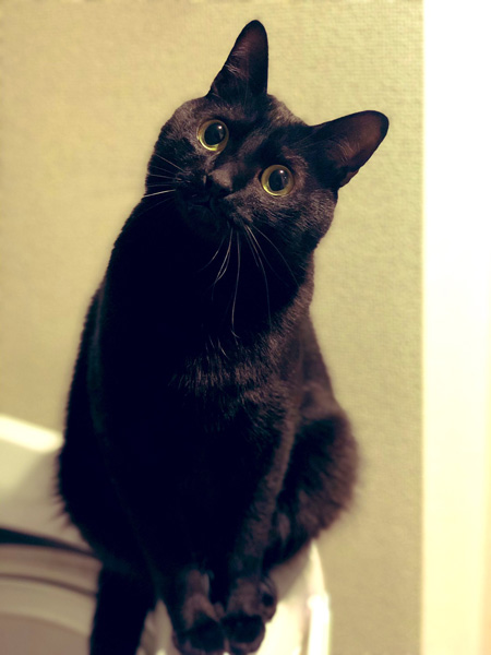 首傾げこねろくさん