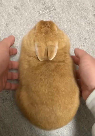 プリンプリンウサギさん