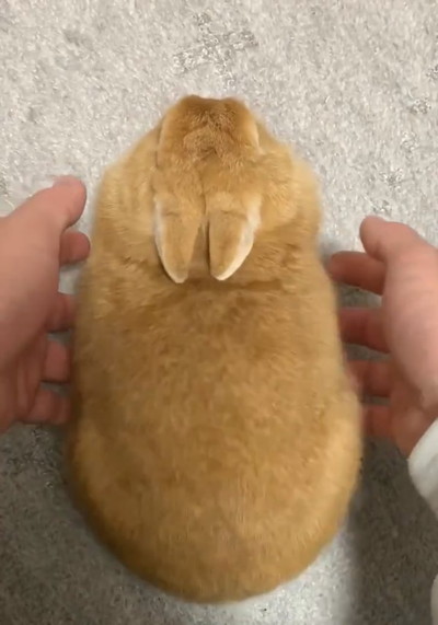 プリンプリンウサギさん