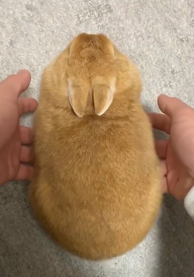 プリンプリンウサギさん