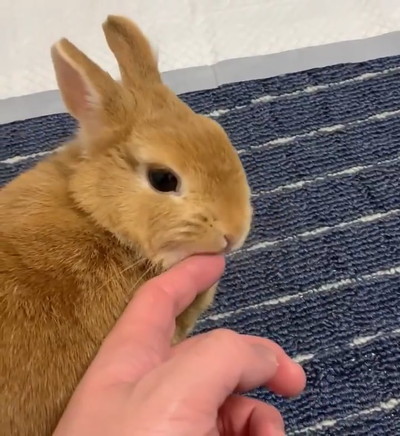 ぷりーんてんちゃん