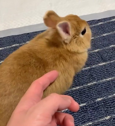 ぷりーんてんちゃん