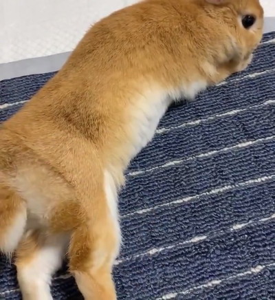 ぷりーんてんちゃん