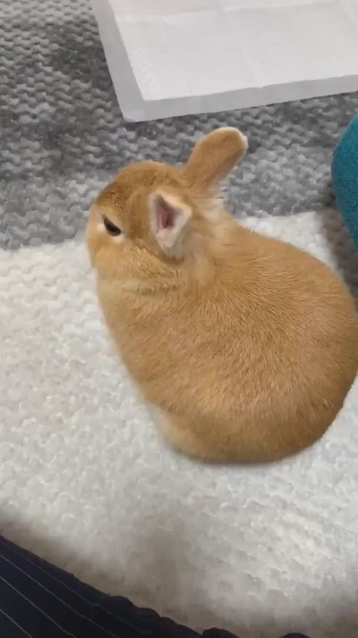 お顔あらうのもかわいい