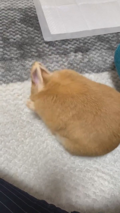 お顔あらうのもかわいい